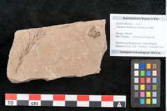 Foto (Objekt + Etikett) von Taxodium distichum miocenicum Heer (NHMW-GEO-2024-0188-6409)